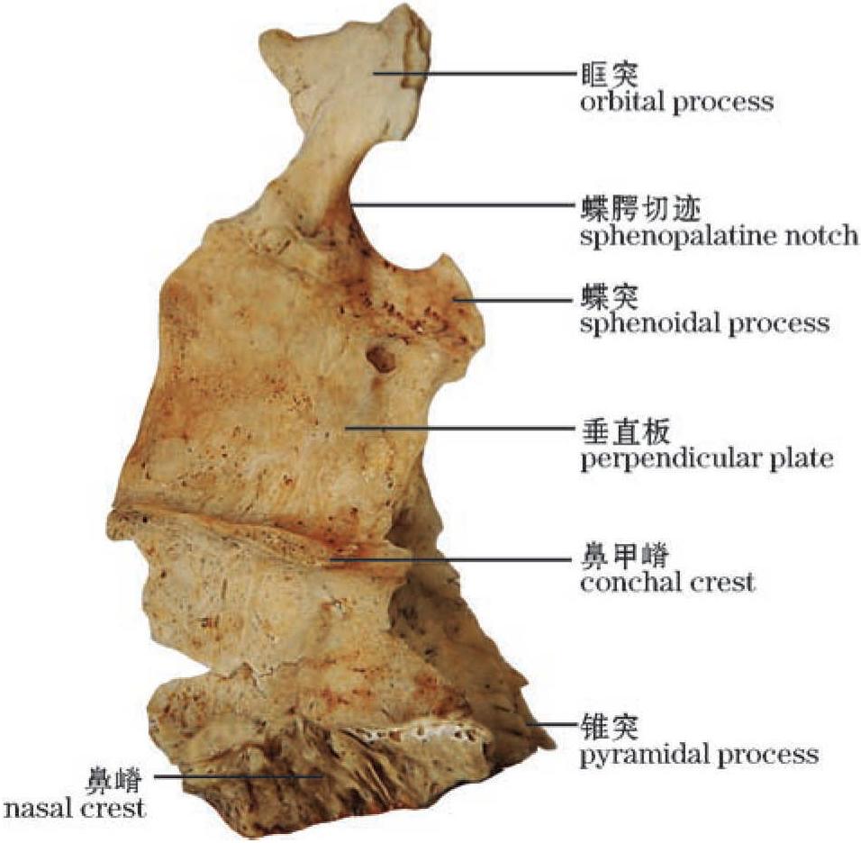 圖1-38(2) 腭骨(內(nèi)側(cè)面觀，右)